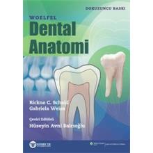 Woelfel Dental Anatomi